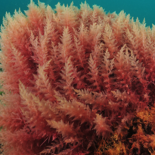Red Algae under the water in the ocean