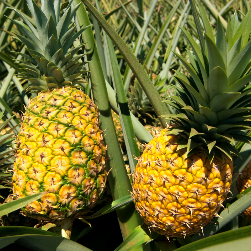 Two pineapples growing on a pineapple plant with green leaves.